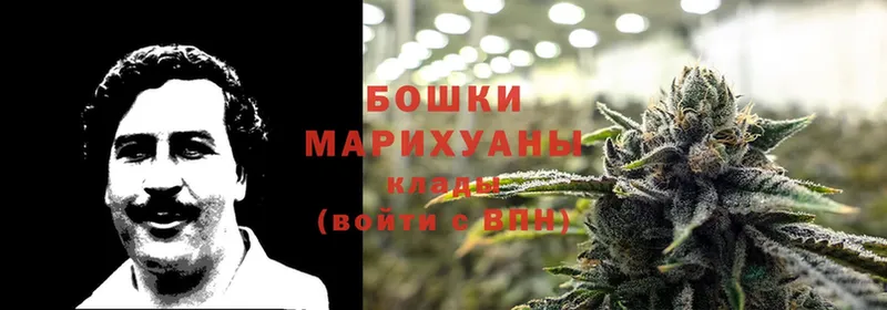 Каннабис OG Kush  Белинский 